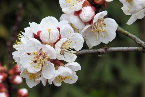 杏言|杏(あんず)の花言葉の意味・由来・誕生花｜花言葉の 